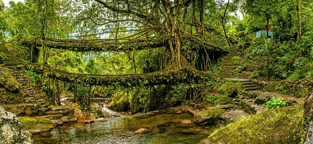 Double-Decker root bridge