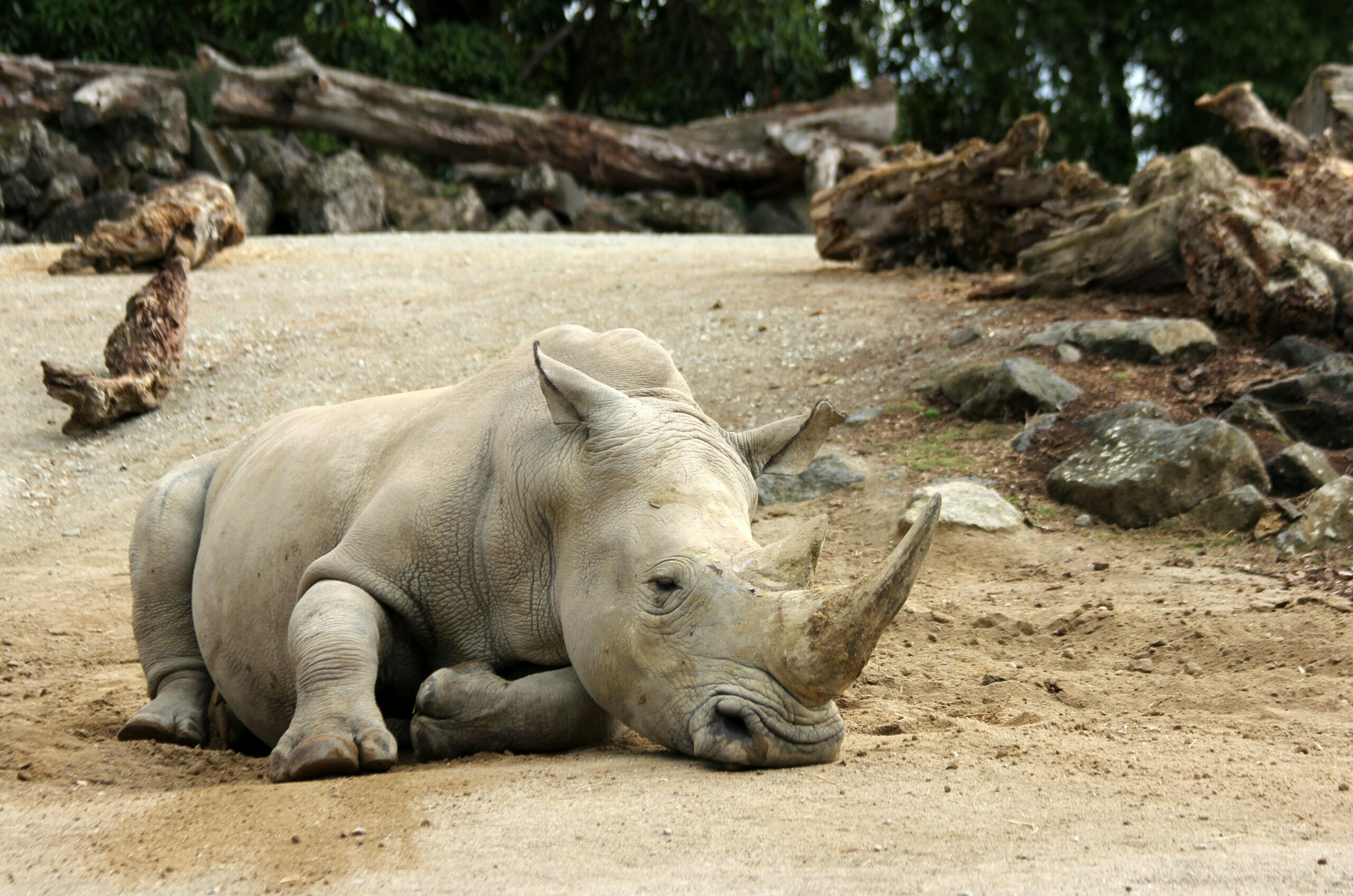 Sanjay Gandhi Biological Park